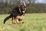 BERGER ALLEMAND 187